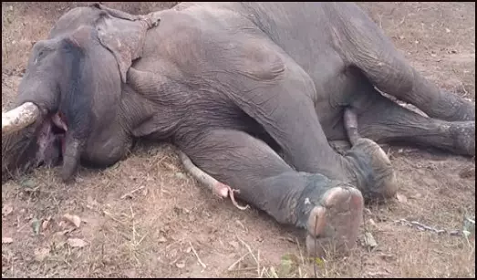 karant Se Haathee ke Maut