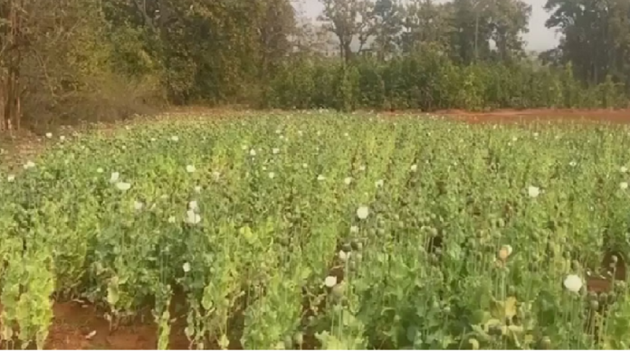 Opium Cultivation